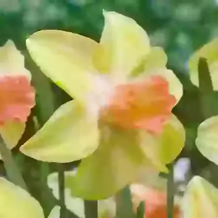 Prototype